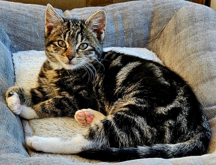 Photo d'un chat trouvé